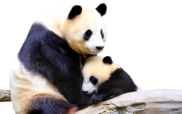 animals & panda free transparent png image.