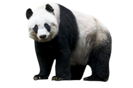 animals & panda free transparent png image.