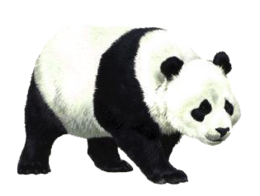 animals & panda free transparent png image.
