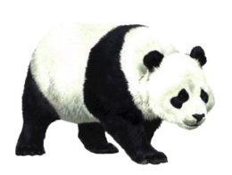 animals & Panda free transparent png image.