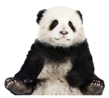 animals & Panda free transparent png image.