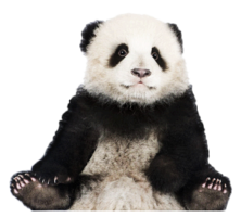 animals & panda free transparent png image.