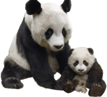 animals & panda free transparent png image.