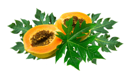 fruits & papaya free transparent png image.