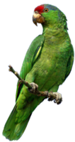 animals & Parrot free transparent png image.