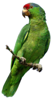 animals & parrot free transparent png image.