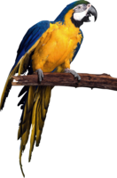 animals & Parrot free transparent png image.