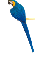 animals & parrot free transparent png image.