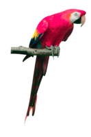 animals & Parrot free transparent png image.