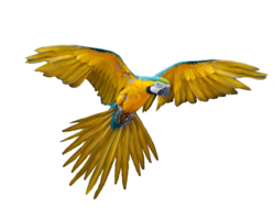 animals & parrot free transparent png image.