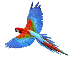 animals & parrot free transparent png image.