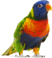 animals & parrot free transparent png image.