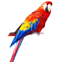 animals & Parrot free transparent png image.