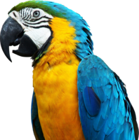 animals & Parrot free transparent png image.