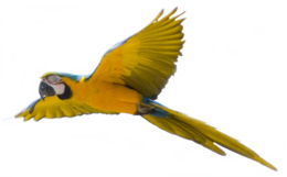 animals & parrot free transparent png image.