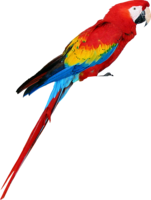 animals & Parrot free transparent png image.