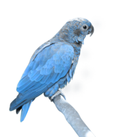 animals & Parrot free transparent png image.