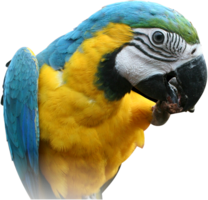 animals & Parrot free transparent png image.