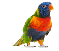 animals & Parrot free transparent png image.