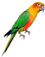 animals & Parrot free transparent png image.