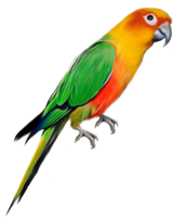 animals & parrot free transparent png image.