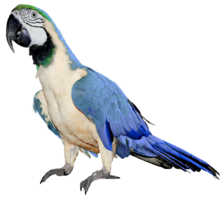 animals & Parrot free transparent png image.