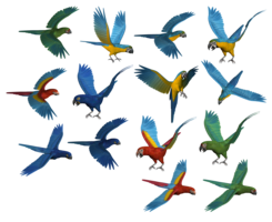 animals & Parrot free transparent png image.