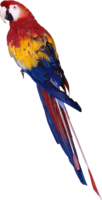 animals & parrot free transparent png image.