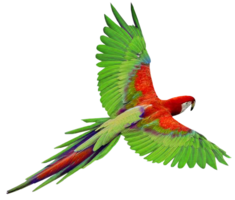 animals & parrot free transparent png image.