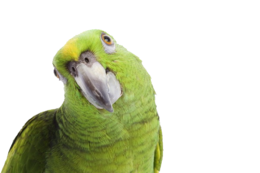 animals & Parrot free transparent png image.