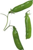 vegetables & Pea free transparent png image.