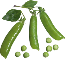 vegetables & pea free transparent png image.