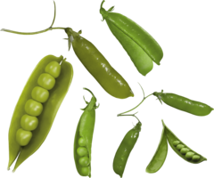 vegetables & Pea free transparent png image.