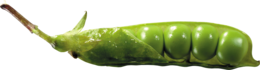 vegetables & pea free transparent png image.