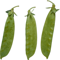 vegetables & Pea free transparent png image.