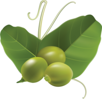 vegetables & pea free transparent png image.