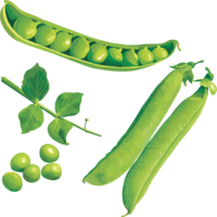 vegetables & pea free transparent png image.