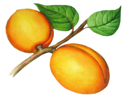 fruits & peach free transparent png image.