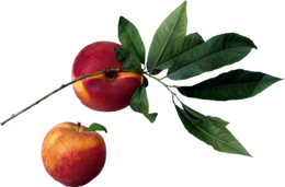 fruits & peach free transparent png image.