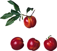 fruits & peach free transparent png image.