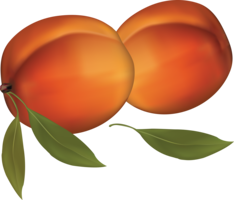 fruits & peach free transparent png image.