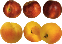 fruits & peach free transparent png image.