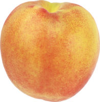 fruits & peach free transparent png image.