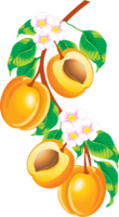 fruits & peach free transparent png image.