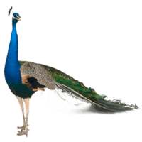 animals&Peacock png image.