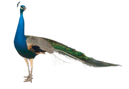 animals & peacock free transparent png image.