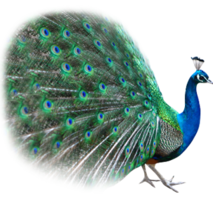 animals & Peacock free transparent png image.