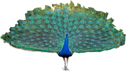 animals & Peacock free transparent png image.