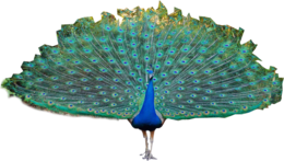 animals & peacock free transparent png image.