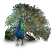 animals & peacock free transparent png image.